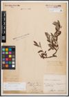 Foto von Salix aurita L. x Salix repens L.